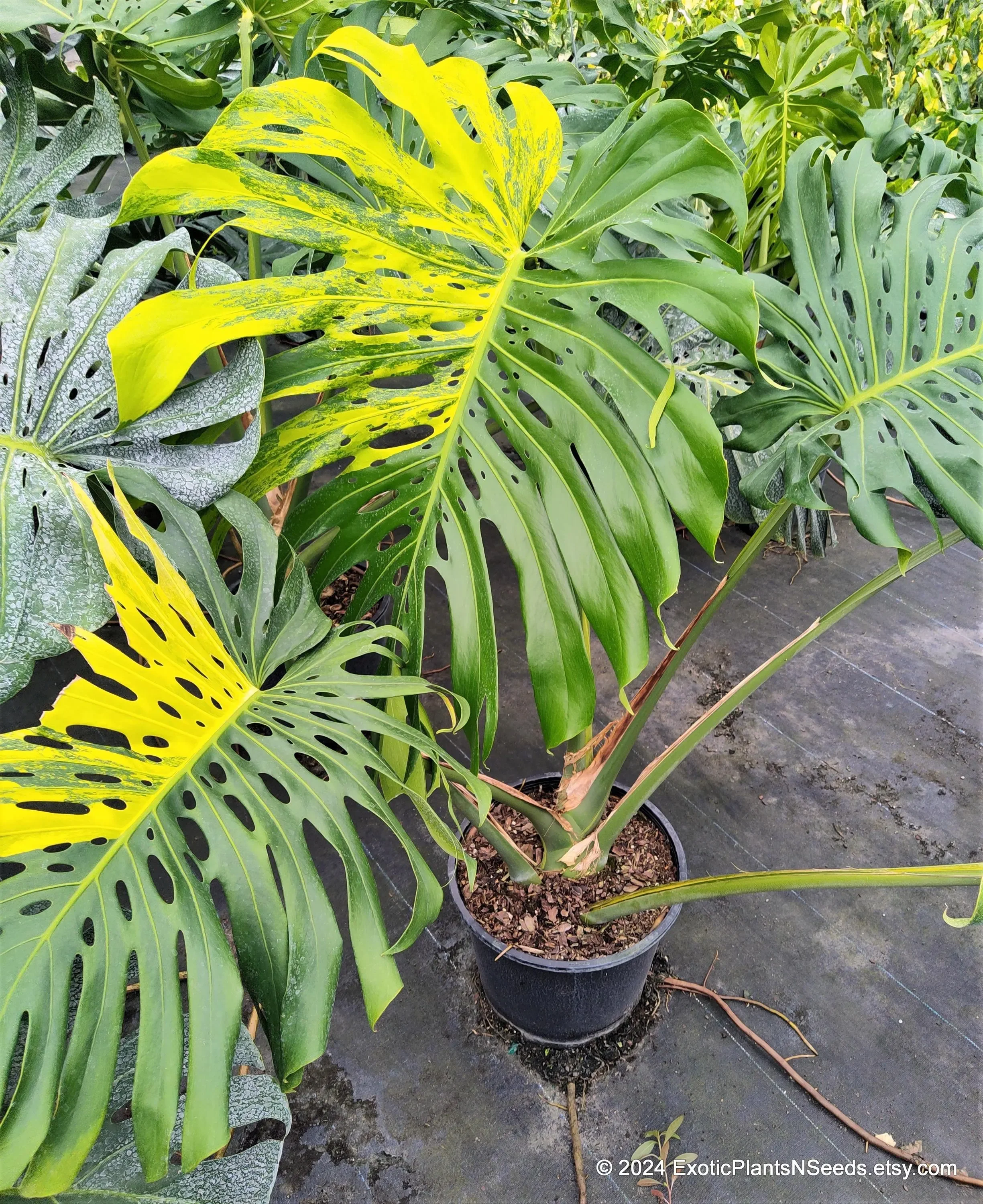 Monstera Deliciosa Aurea: The Complete Guide — My Tropical Plant